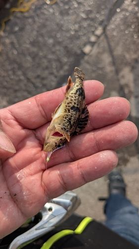 エゾメバルの釣果