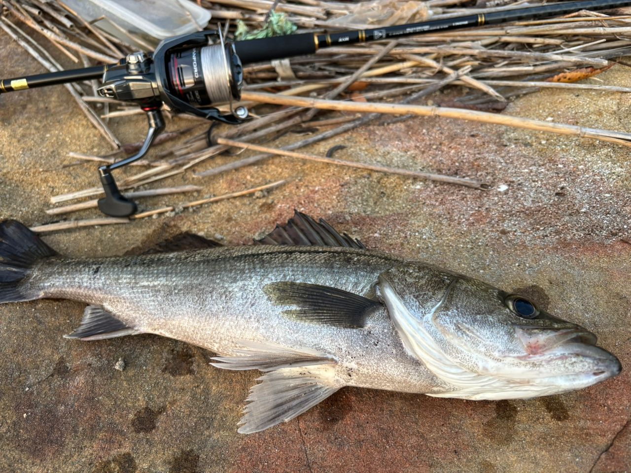 DAIWA 21シーバスハンター X 90ML・Rの最安値・インプレ・釣果