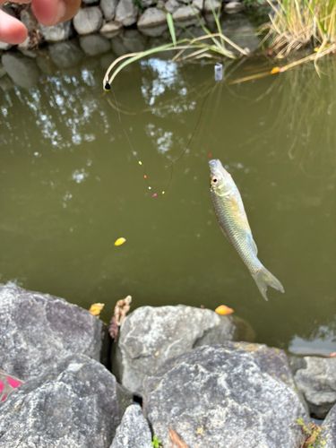 クチボソの釣果