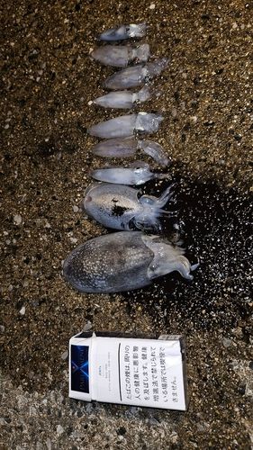 ヒイカの釣果