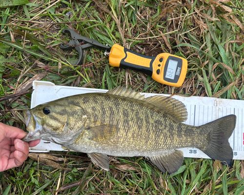 スモールマウスバスの釣果