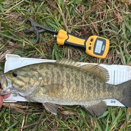 スモールマウスバス