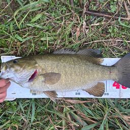 スモールマウスバス