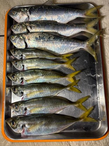 本牧海づり施設