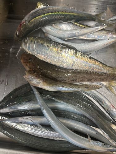 イワシの釣果