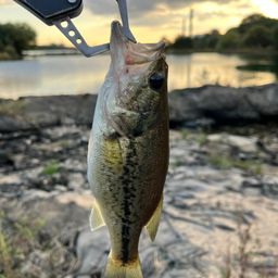 ラージマウスバス