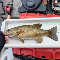 スモールマウスバス