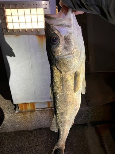 若洲海浜公園海釣り施設