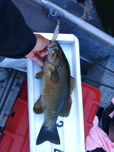 スモールマウスバスの釣果