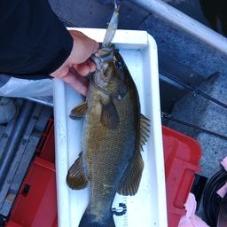 スモールマウスバス