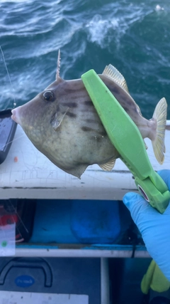 カワハギの釣果