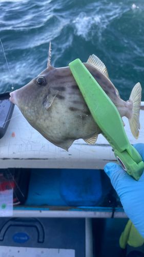 カワハギの釣果