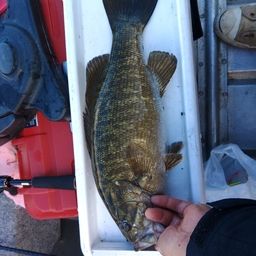 スモールマウスバス