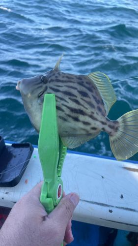 カワハギの釣果