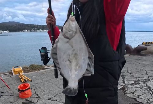 カレイの釣果