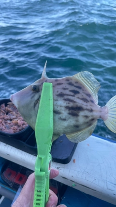 カワハギの釣果