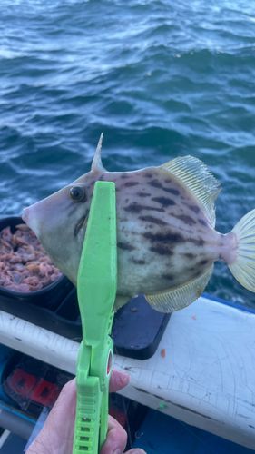 カワハギの釣果