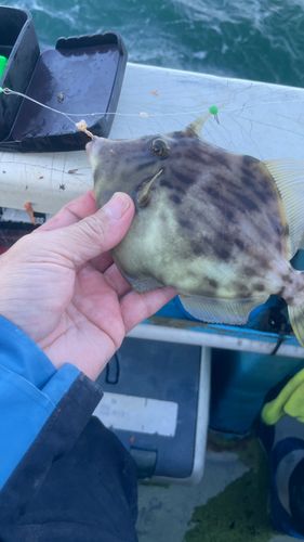 カワハギの釣果