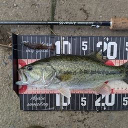 ラージマウスバス