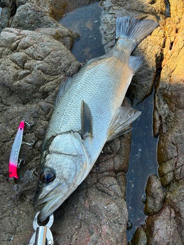 ヒラスズキの釣果