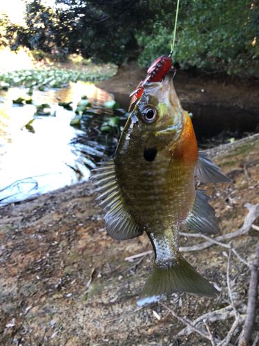 ブルーギルの釣果