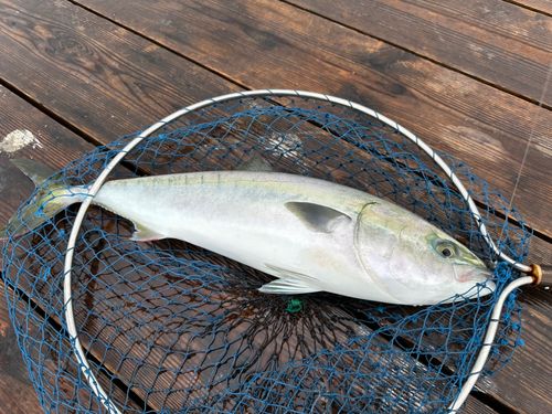 淡路じゃのひれフィッシングパーク