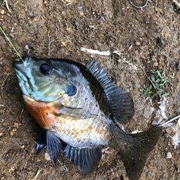ブルーギル