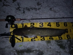 ニホンナマズの釣果