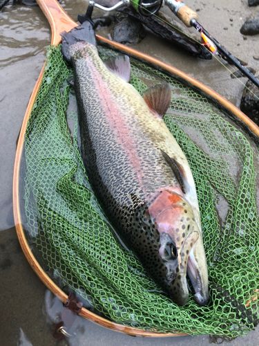 ニジマスの釣果