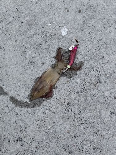 キラキラ公園（苫小牧西港）