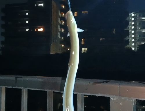 ウナギの釣果