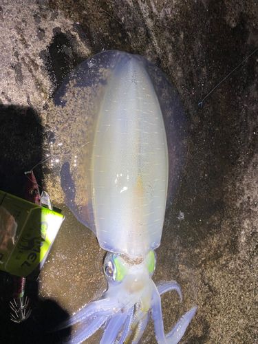 警固屋中学校前