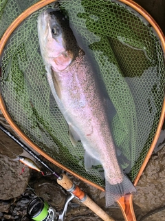 ニジマスの釣果