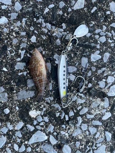 オオモンハタの釣果