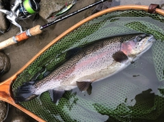 ニジマスの釣果