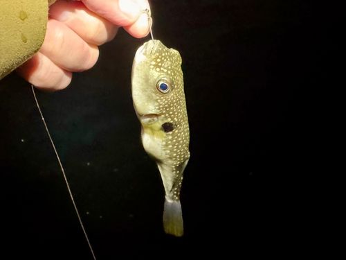 フグの釣果