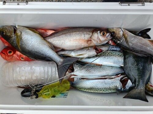 スミヤキの釣果