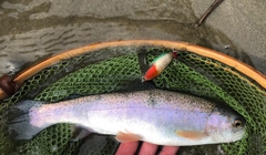 ニジマスの釣果