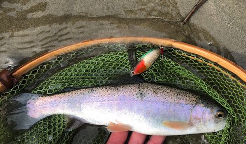 ニジマスの釣果