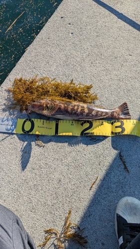 アイナメの釣果