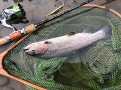 ニジマスの釣果