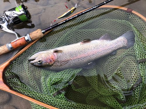 ニジマスの釣果