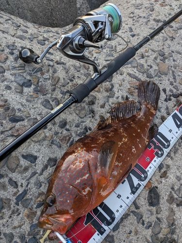 キジハタの釣果