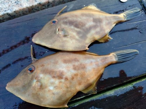 ウマヅラハギの釣果