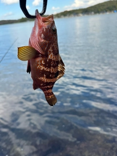 キジハタの釣果