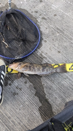 アイナメの釣果