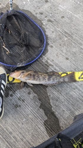 アイナメの釣果