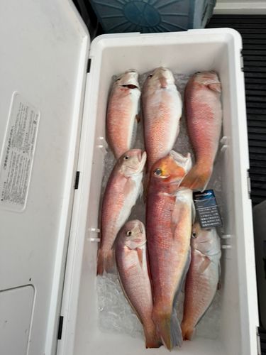 アマダイの釣果