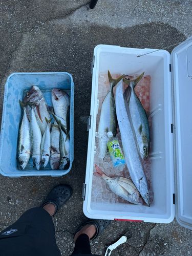 サバの釣果