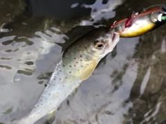 ブラウントラウトの釣果